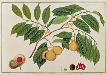 Booa Palla or Nutmeg, from Drawings of Plants from Malacca, c.1805-18